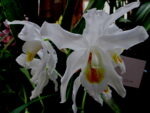 Coelogyne Linda Buckley