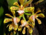 Gastrochilus patinatus