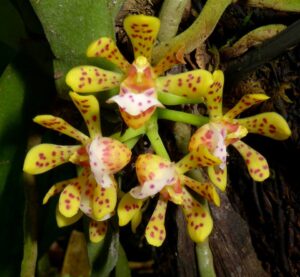 Gastrochilus patinatus