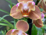 Phalaenopsis PH 279/1 Brion peloric