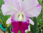 Cattleya hybrid 037