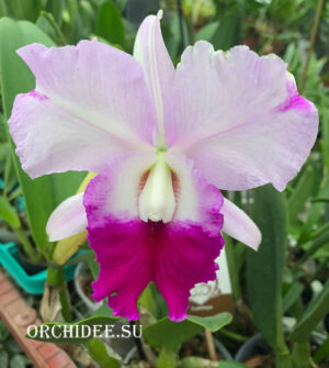 Cattleya hybrid 037