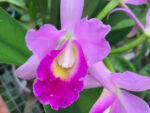 Cattleya hybrid 038
