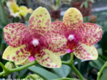 Phalaenopsis PHM 163 Grosseto