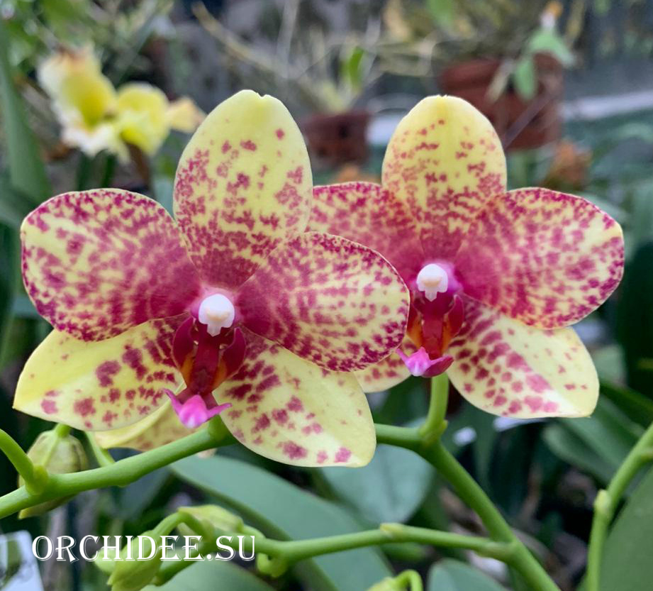 Phalaenopsis PHM 163 Grosseto