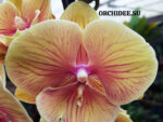 Phalaenopsis PH 316 Big Lip