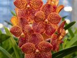 Vanda Fire Red