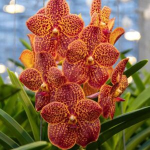 Vanda Fire Red