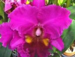 Brassolaeliocattleya Lucky Strike