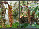 Bulbophyllum crassipes