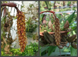 Bulbophyllum crassipes