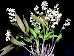 Dendrobium kingianum alba