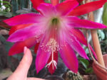 Epiphyllum Bumpkin