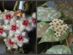 Hoya caudata