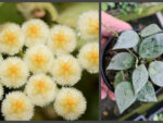 Hoya lacunosa silver leaves