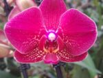 Phalaenopsis PH 322 Red Dion