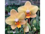 Phalaenopsis PH 323 Little Emperor