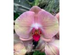 Phalaenopsis PH 324 Volcano