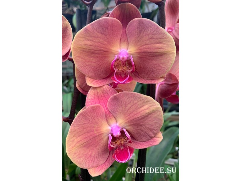 Phalaenopsis PH 325
