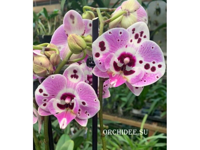 Phalaenopsis PH 326 Big Lip