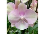 Phalaenopsis PH 327 Big Lip Venetian Carnival