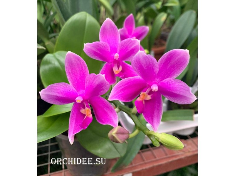 Phalaenopsis Miki Flora