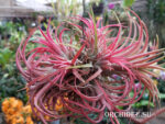 Tillandsia ionantha red