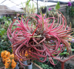 Tillandsia ionantha red