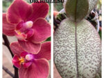 Phalaenopsis PHM 169 Dusty Belle aroma