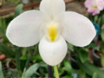 Paphiopedilum delenatii var. alba
