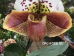 Paphiopedilum American hybrid 009