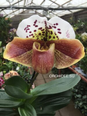 Paphiopedilum American hybrid 009