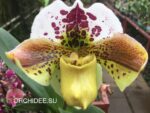 Paphiopedilum American hybrid 008