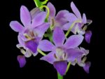 Doritaenopsis DTPS 007 Purple Gem "Aida"