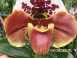 Paphiopedilum American hybrid 010