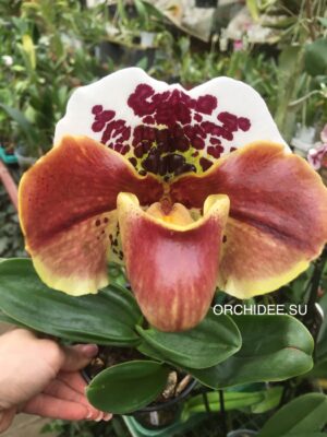 Paphiopedilum American hybrid 010