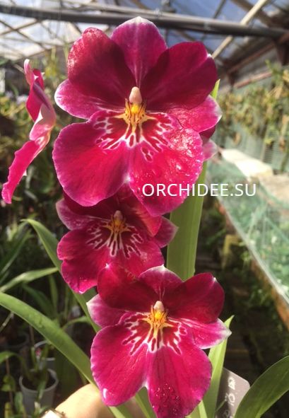 Miltoniopsis hybrid 001