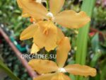 Oncidium hybrid 011