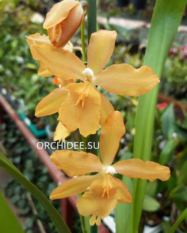 Oncidium hybrid 011