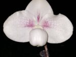 Paphiopedilum Chou-Yi Yuki (hangianum x niveum)