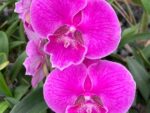 Phalaenopsis PH 330 Miki Strawberry Freckle '118' Big Lip