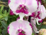 Phalaenopsis PH 332 King Car Dalmatian Big Lip