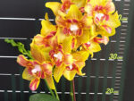 Phalaenopsis Yaphon Perbalm (peloric - 3 lips)