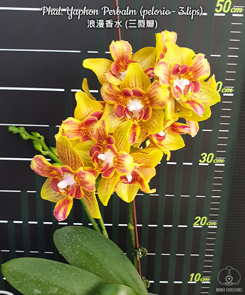 Phalaenopsis Yaphon Perbalm (peloric - 3 lips)