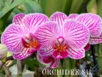 Phalaenopsis PHM 176
