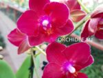 Phalaenopsis PHM 177 Lianher Happy Star