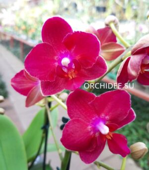 Phalaenopsis PHM 177 Lianher Happy Star