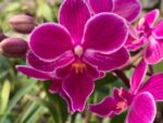 Phalaenopsis PHM 178 Big Lip