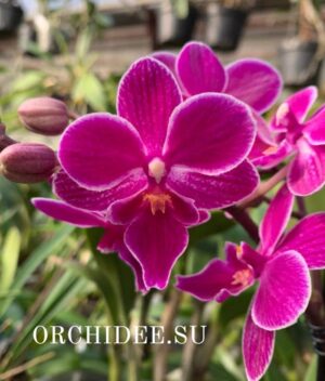 Phalaenopsis PHM 178 Big Lip