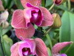 Phalaenopsis PP 005 Peloric